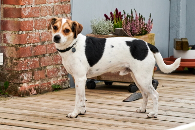 Indsendt af karin Laursen, Kennel Purka