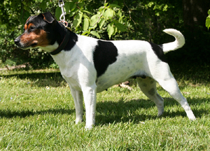 Indsendt af Marika Lindelf, Kennel Kitenga